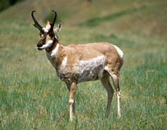 Pronghorn antelope